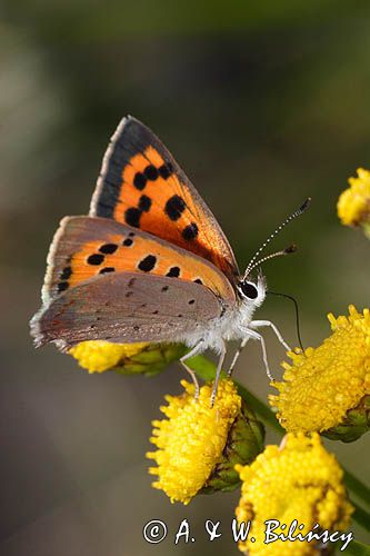 Czerwończyk żarek Lycaena phlaeas