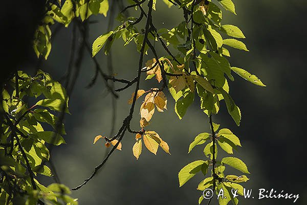 Czerenia, cześnia, wiśnia ptasia, wiśnia dzika, czereśnia, trześnia, Prunus avium