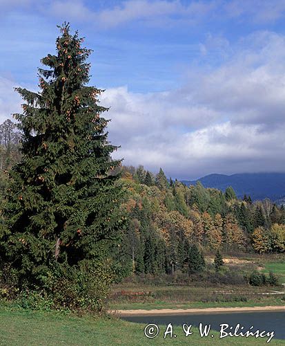 Nad Zalewem Czorsztyńskim, świerk