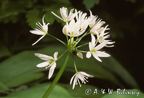 czosnek niedźwiedzi Allium ursinum