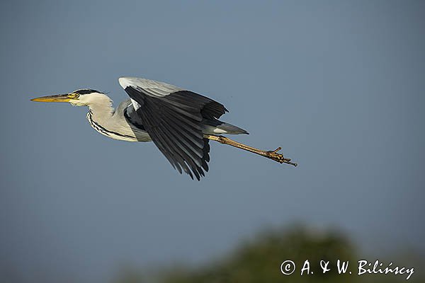 Czapla siwa, Ardea cinerea