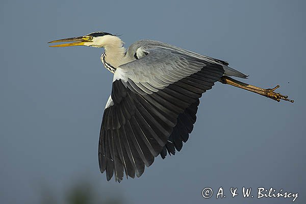 Czapla siwa, Ardea cinerea