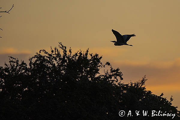Czapla siwa, Ardea cinerea