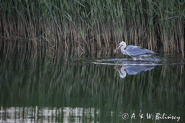 Czapla siwa, Ardea cinerea, z rybą