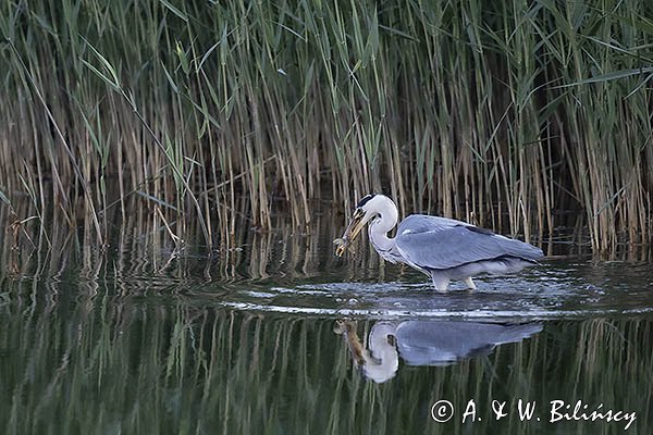 Czapla siwa, Ardea cinerea, z rybą