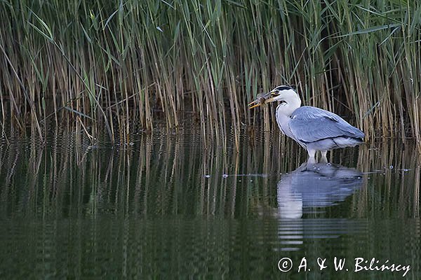 Czapla siwa, Ardea cinerea, z rybą