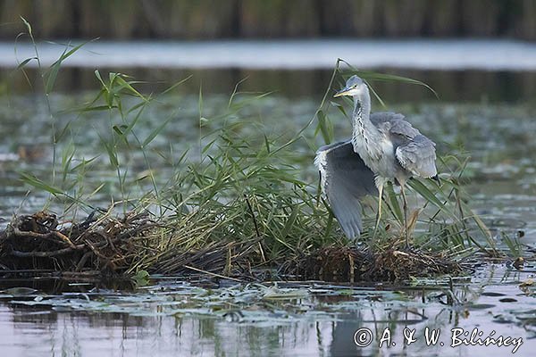 Czapla siwa, Ardea cinerea