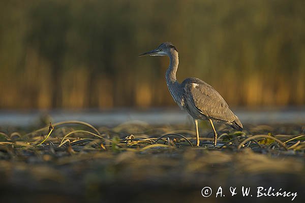Czapla siwa, Ardea cinerea