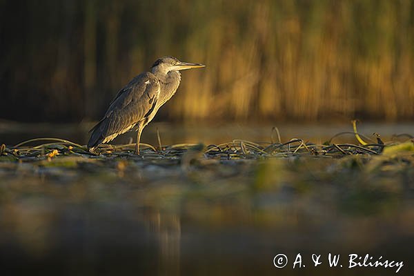 Czapla siwa, Ardea cinerea
