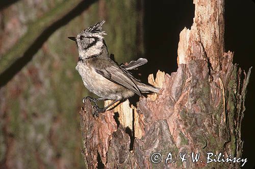 Czubatka, sikora czubatka, sikora czubata, Lophophanes cristatus, syn. Parus cristatus