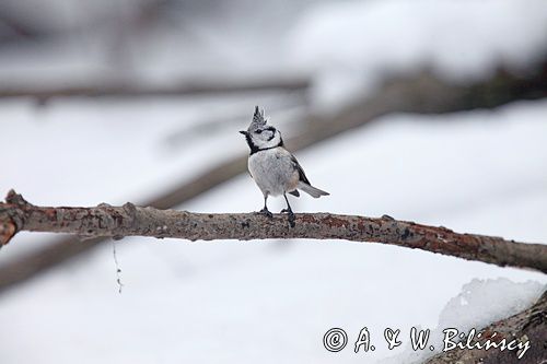 Czubatka europejska, czubatka, sikora czubatka, sikora czubata, Lophophanes cristatus, Parus cristatus