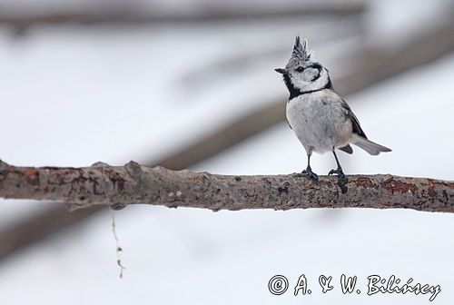 Czubatka europejska, czubatka, sikora czubatka, sikora czubata, Lophophanes cristatus, Parus cristatus