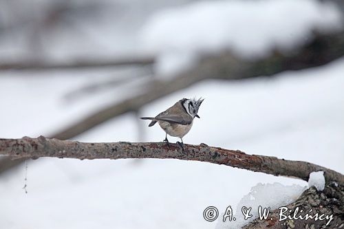 Czubatka europejska, czubatka, sikora czubatka, sikora czubata, Lophophanes cristatus, Parus cristatus