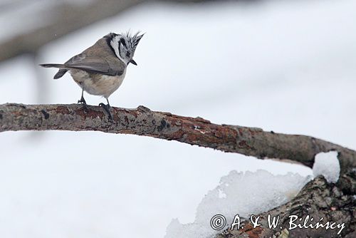 Czubatka europejska, czubatka, sikora czubatka, sikora czubata, Lophophanes cristatus, Parus cristatus