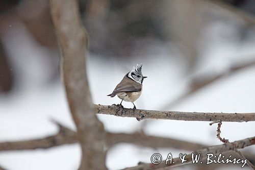 Czubatka europejska, czubatka, sikora czubatka, sikora czubata, Lophophanes cristatus, Parus cristatus