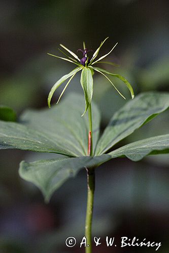 czworolist pospolity Paris quadrifolia