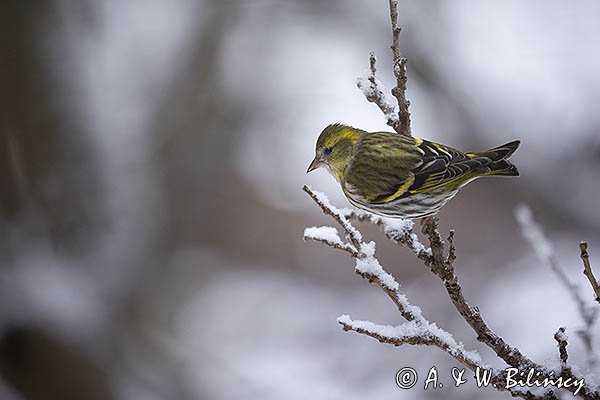 Czyż, czyżyk, Carduelis spinus, samiec