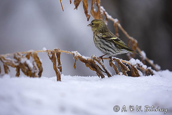Czyż, czyżyk, Carduelis spinus, samiec