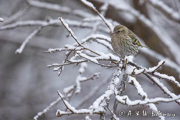 Czyż, czyżyk, Carduelis spinus, samica