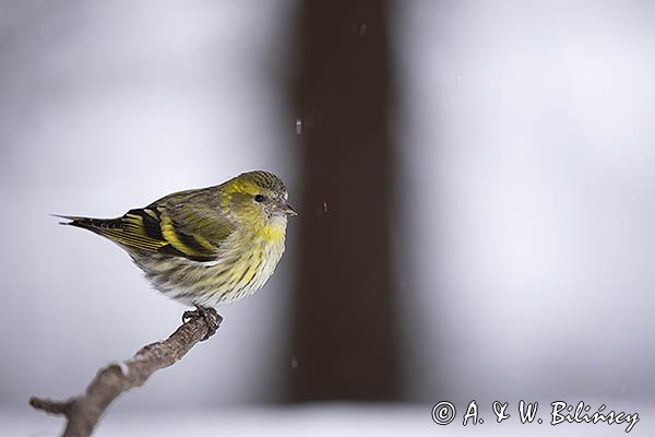 Czyż, czyżyk Carduelis spinus, samica