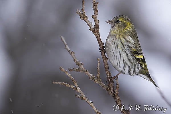 Czyż, czyżyk Carduelis spinus, samica