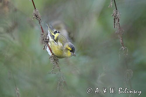 czyż, czyżyk Carduelis spinus