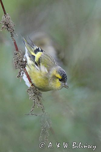 czyż, czyżyk Carduelis spinus