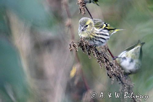 czyż, czyżyk Carduelis spinus