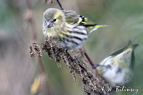 czyż, czyżyk Carduelis spinus