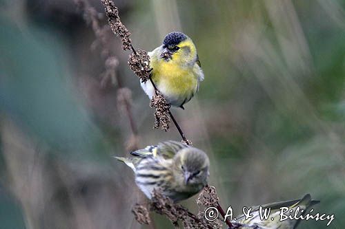 czyż, czyżyk Carduelis spinus