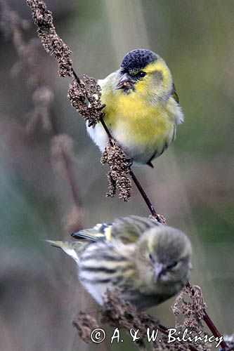 czyż, czyżyk Carduelis spinus