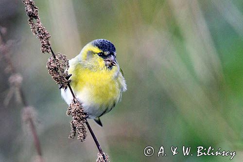 czyż, czyżyk Carduelis spinus