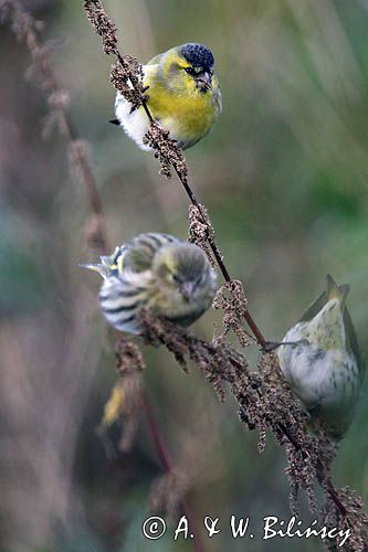 czyż, czyżyk Carduelis spinus