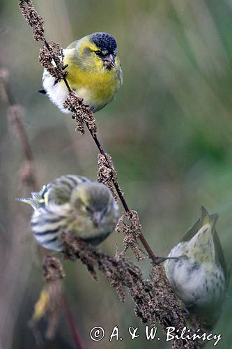 czyż, czyżyk Carduelis spinus