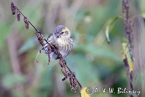 czyż, czyżyk Carduelis spinus