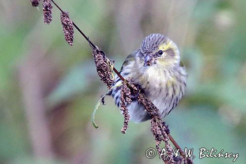 czyż, czyżyk Carduelis spinus