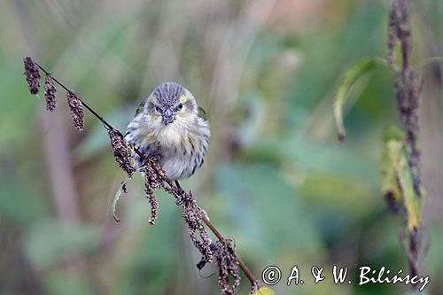 czyż, czyżyk Carduelis spinus