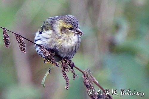 czyż, czyżyk Carduelis spinus