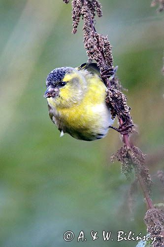 czyż, czyżyk Carduelis spinus