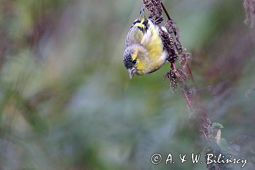 czyż, czyżyk Carduelis spinus