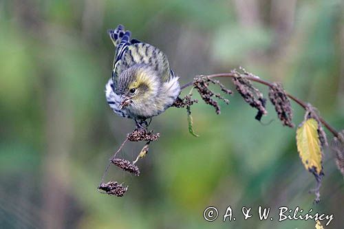 czyż, czyżyk Carduelis spinus