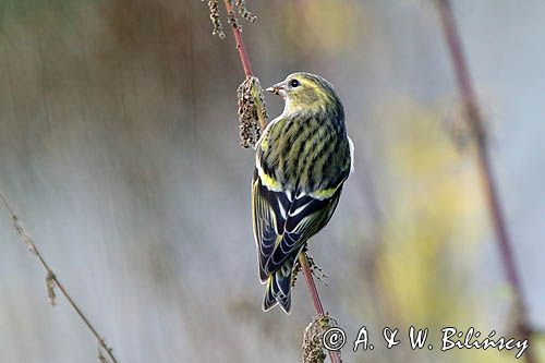 czyż, czyżyk Carduelis spinus