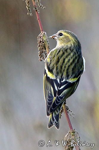 czyż, czyżyk Carduelis spinus