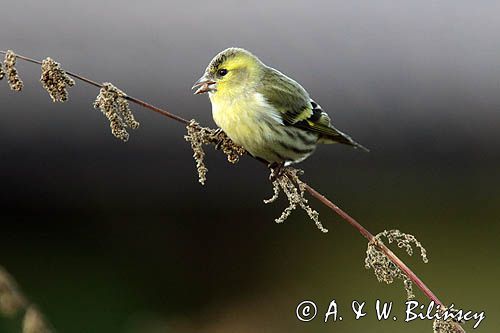 czyż, czyżyk Carduelis spinus