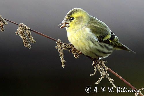 czyż, czyżyk Carduelis spinus