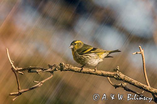 czyż, czyżyk Carduelis spinus, impresja