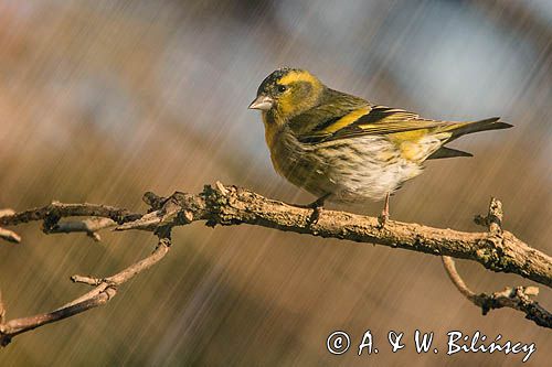 czyż, czyżyk Carduelis spinus, impresja