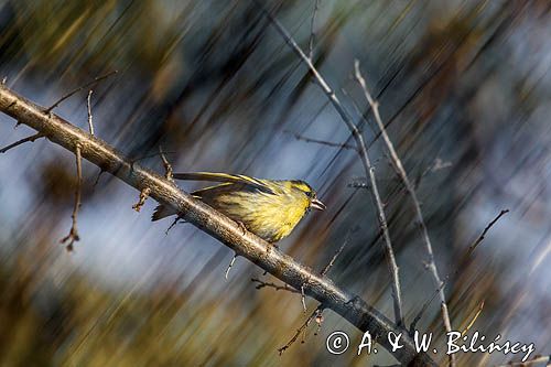 czyż, czyżyk Carduelis spinus, impresja