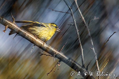 czyż, czyżyk Carduelis spinus, impresja