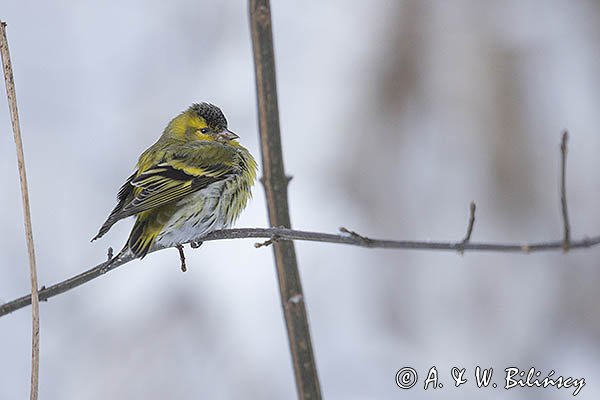 Czyż, czyżyk Carduelis spinus, samiec